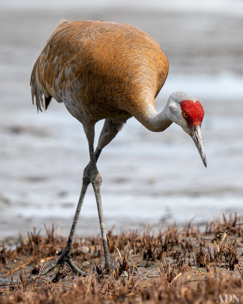 Sandhill cranes are returning to Alaska. Many pass through the Anchorage area on their way to the interior, where they can be seen in large groups at places like Creamer’s Field in Fairbanks.