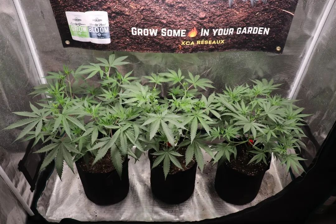 #repost from @xcareseaux

UF2000, 100W &amp; Upgrade driver
🌱$45.99 in amazon.com/unitfarm🌱
🌱CS$59.99 in amazon.ca/unitfarm🌱
#ledgrow #ledgrown #ledgrowlights #ledgrowlight #ledplantlight #ledgrowlightbar #lm301h #growlights #growlight #growlighting #spacesaver