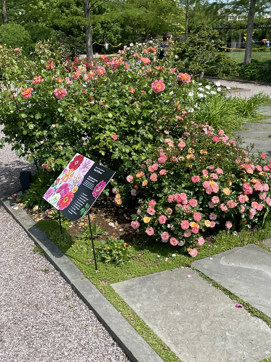 FarneyYa's tweet photo. First Ladies Rose Garden @2023SMSDC  #Bus1 https://t.co/LkzCAYVaxW