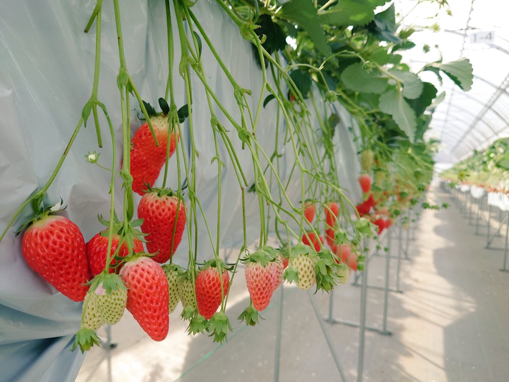 Yokkaichi_Kanko's tweet photo. 2023年5月12日(金)
いいお天気の四日市
#いちご狩り 🍓
#愛成ベリー さん
5月14日(日)で終了です。
https://t.co/lfY3SYTto5
温室なので雨天時もOK👌です
最後のいちご狩り🍓楽しみませんか?
予約してお出かけくださいね✨
#四日市市
#四日市観光協会
#三重県
#Japan https://t.co/neiWiSCiUO