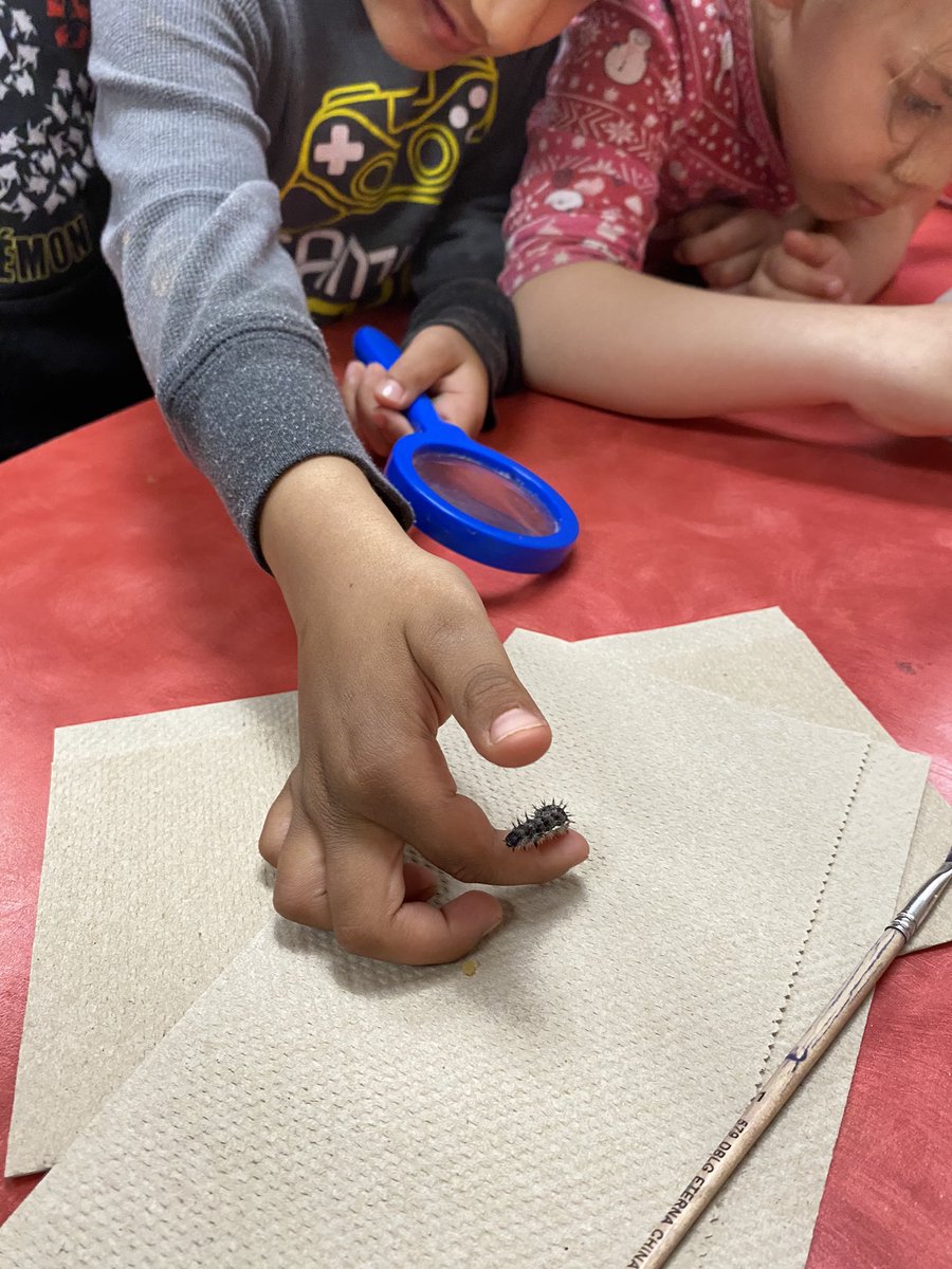 We came to school today and the majority of our caterpillars were hanging in their “J” form! The excitement was high! <a href="/MrsJPalazzolo/">Jessica Palazzolo</a> <a href="/home_rams/">Roseland Home of the Rams</a>