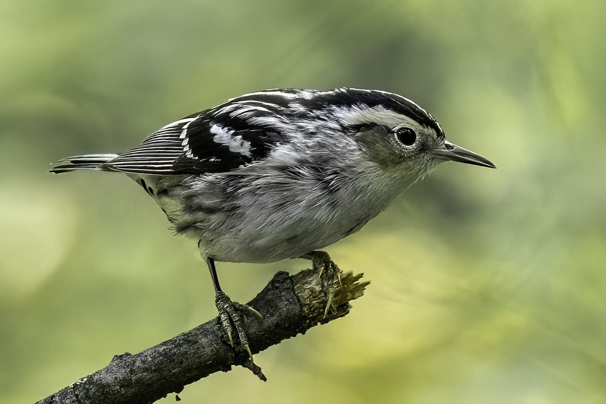 NativeBlueberry's tweet image. Wildlife is the closest thing we have to perfection. And it was on full display this morning in @CentralParkNYC. #birdcpp
