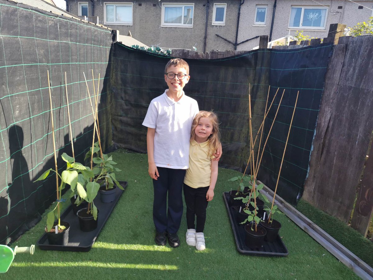 Callan and Aylah from @AuchinraithS and Nursery are growing some absolutely superb sunflowers! We are so impressed! Well done, kids! @RHSBloom @RHSSchools #OurBloom #SunnyBlantyre🌻
