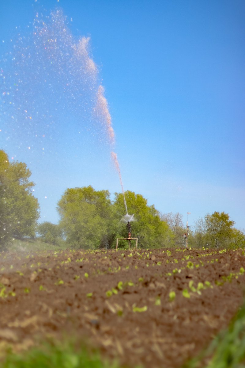 hungertaskforce's tweet photo. It's transplant season at the #HungerTaskForceFarm, and the warm weather this week has allowed our farmers to #transplant thousands of lettuce #seedlings. Now it's time to get these seedlings watered so we can #harvest these healthy, fresh foods for local families in need. https://t.co/O3xAFywsEJ