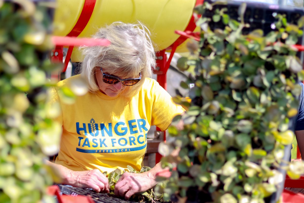 hungertaskforce's tweet photo. It's transplant season at the #HungerTaskForceFarm, and the warm weather this week has allowed our farmers to #transplant thousands of lettuce #seedlings. Now it's time to get these seedlings watered so we can #harvest these healthy, fresh foods for local families in need. https://t.co/O3xAFywsEJ