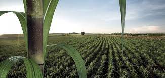 rogerinvest76's tweet photo. Bolsa de Productos e Insumos Agropecuarios del país #Bolpriaven 99 operaciones de físico en entrega anticipada por Bs. 197.789.285,51 (USD 7.802.831,16). #Fivenca #BNCI #Bursagro #Interagro #Agronet #Agroinvest Conoce más de la #Venezuela #Agrobursatil en https://t.co/KIyTU1ZXZP https://t.co/SK7X9bBXbh