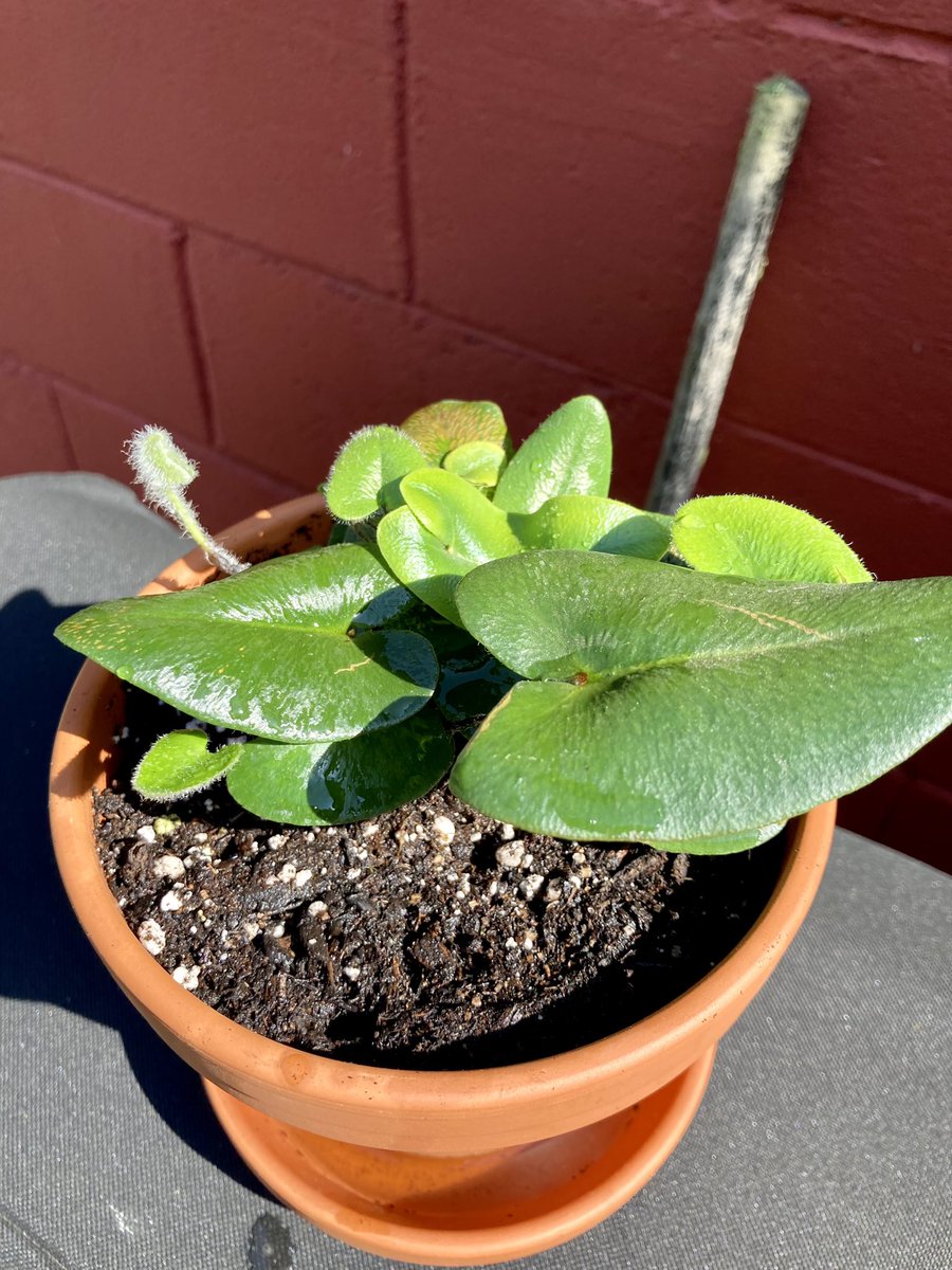 my new heart fern! to clarify, his name is stuart, but he also lives in the stu-pot. it's a confusing scenario that he doesn't like to discuss.