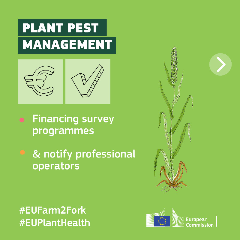Food_EU's tweet photo. It's #PlantHealthDay! 🌱

Healthy plants are vital to sustainable agricultural and horticultural production. 

Without them we would not be able to enjoy green spaces, forests and natural landscapes.

Learn more on how we protect #EUPlantHealth ⬇