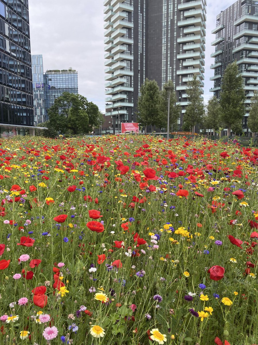 This morning I walked through mountain meadow in the center of Milan
