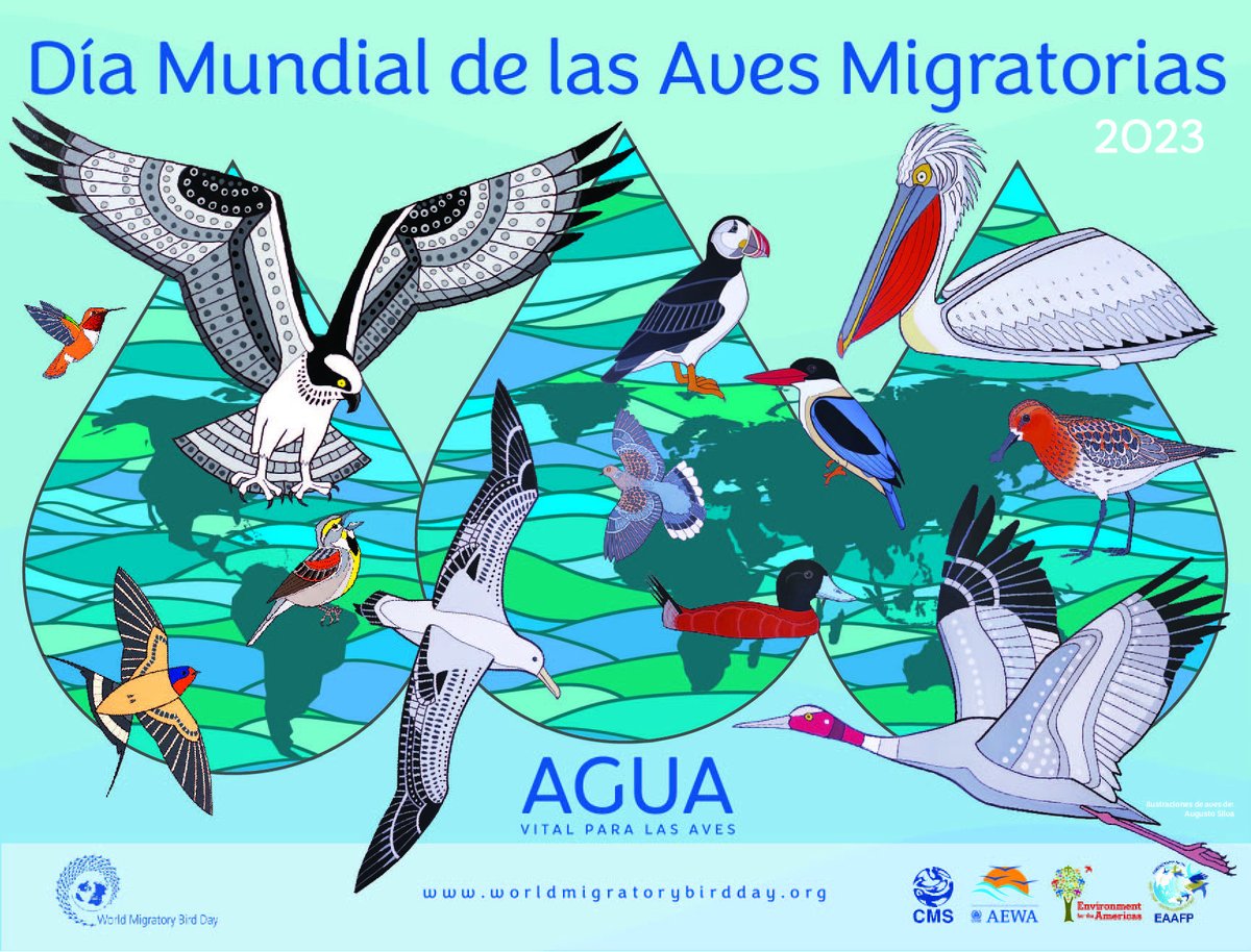 ONU_es's tweet photo. La migración de las aves es una de las maravillas de la naturaleza.

Sin embargo, muchas de esas especies están en peligro por culpa de las actividades humanas.

El #DíaMundialDeLasAvesMigratorias, llama a protegerlas para garantizar su supervivencia. https://t.co/XWuiAYAG6c https://t.co/gSs3hcKMKR