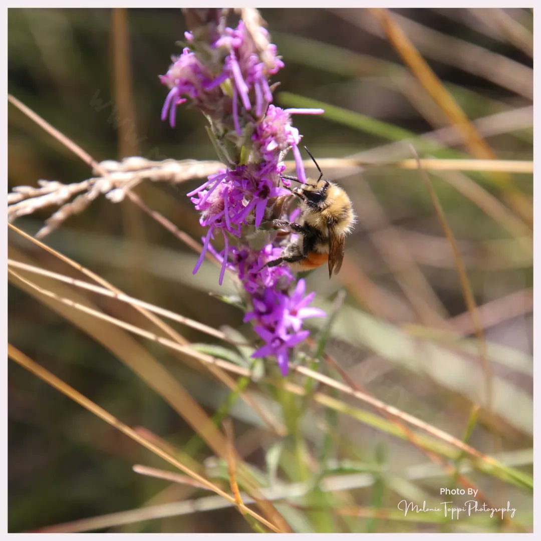 nature_buff's tweet photo. The blazing star.  A favorite prairie flower for me…  and pollinators!

#NatureWithMelanie #getoutside #explore #springtime #Pollinators #plantmoreflowers #flowerpower #flowerphotography #flowerart #flowerwallart https://t.co/XjpKoAoSEw