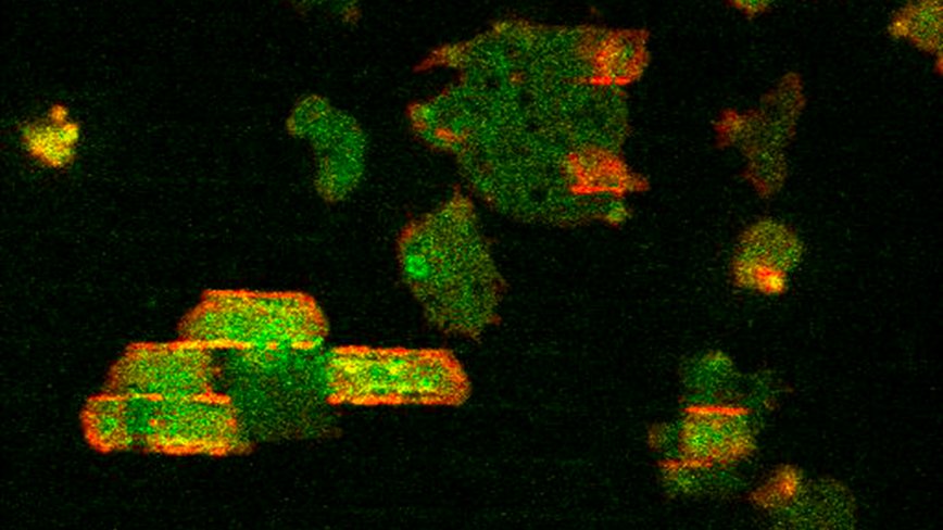 UMDscience's tweet photo. A new @PNASNews study by a #UMD-led Multidisciplinary University Research Initiative has opened the door to seeing how cells react to physical signals.

Read how these @ChemBiochemUMD and @UMDPhysics researchers "elucidated a cell's sense of touch" ➡️ https://t.co/ZNqcwUq8lU https://t.co/7PlZsPBs8L