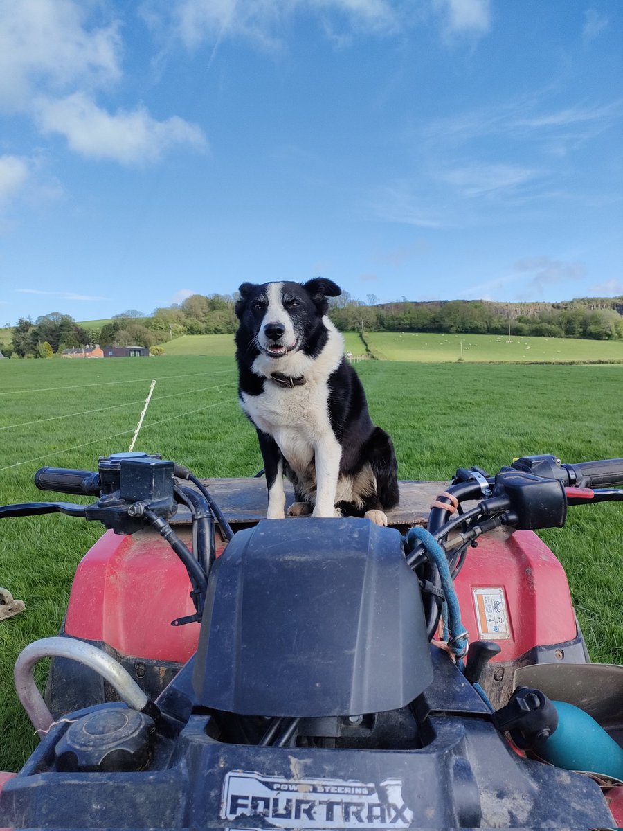 beth_jarvis's tweet photo. The most handsome sidekick 😍 https://t.co/DBJKx0Teli