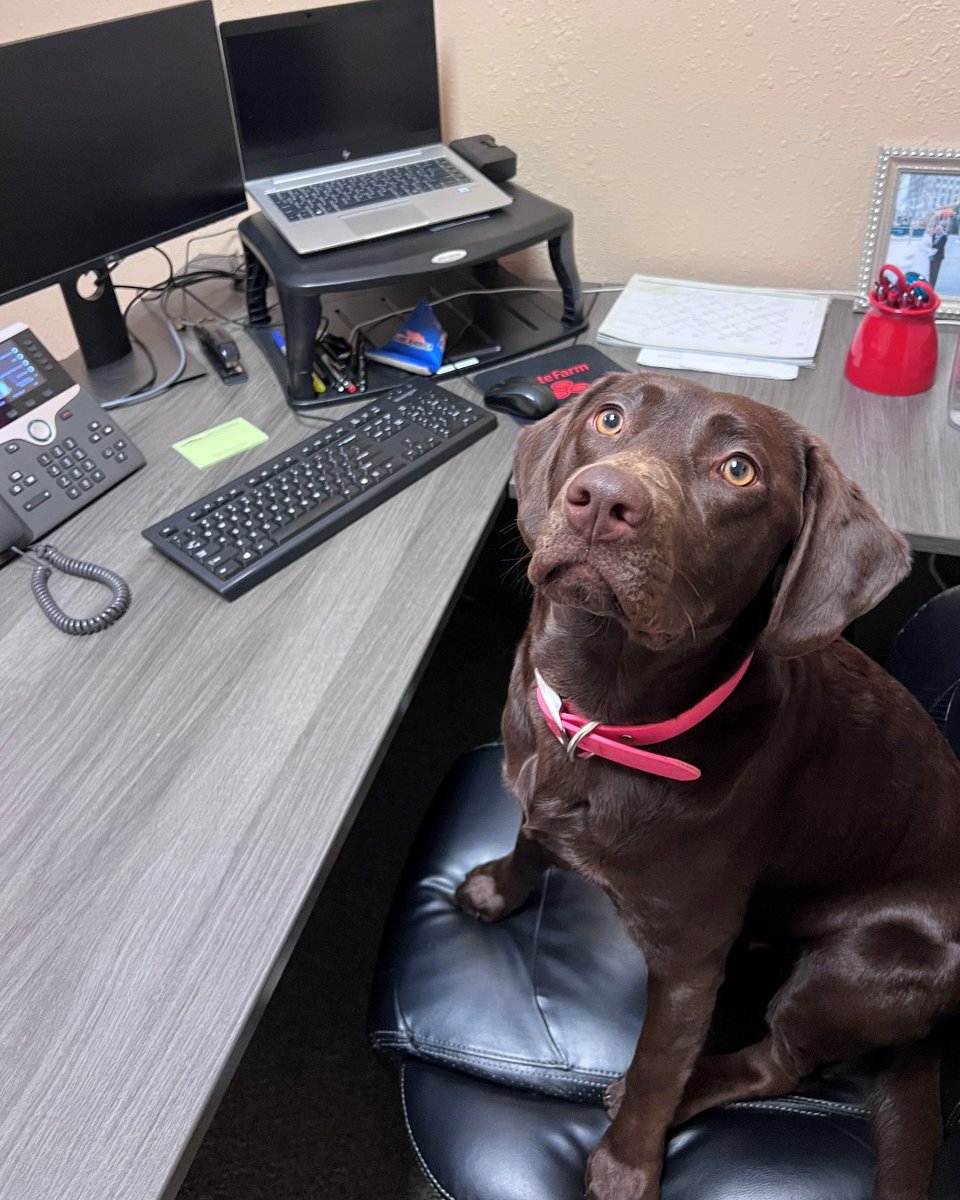 MyNeighborKyle's tweet image. Jenny’s tech tip of the day: have you tried unplugging it and plugging it back in? Works wonders for us 😂🐕🐾 #statefarm #kylehangartnerstatefarm #insuranceforyou #techtips