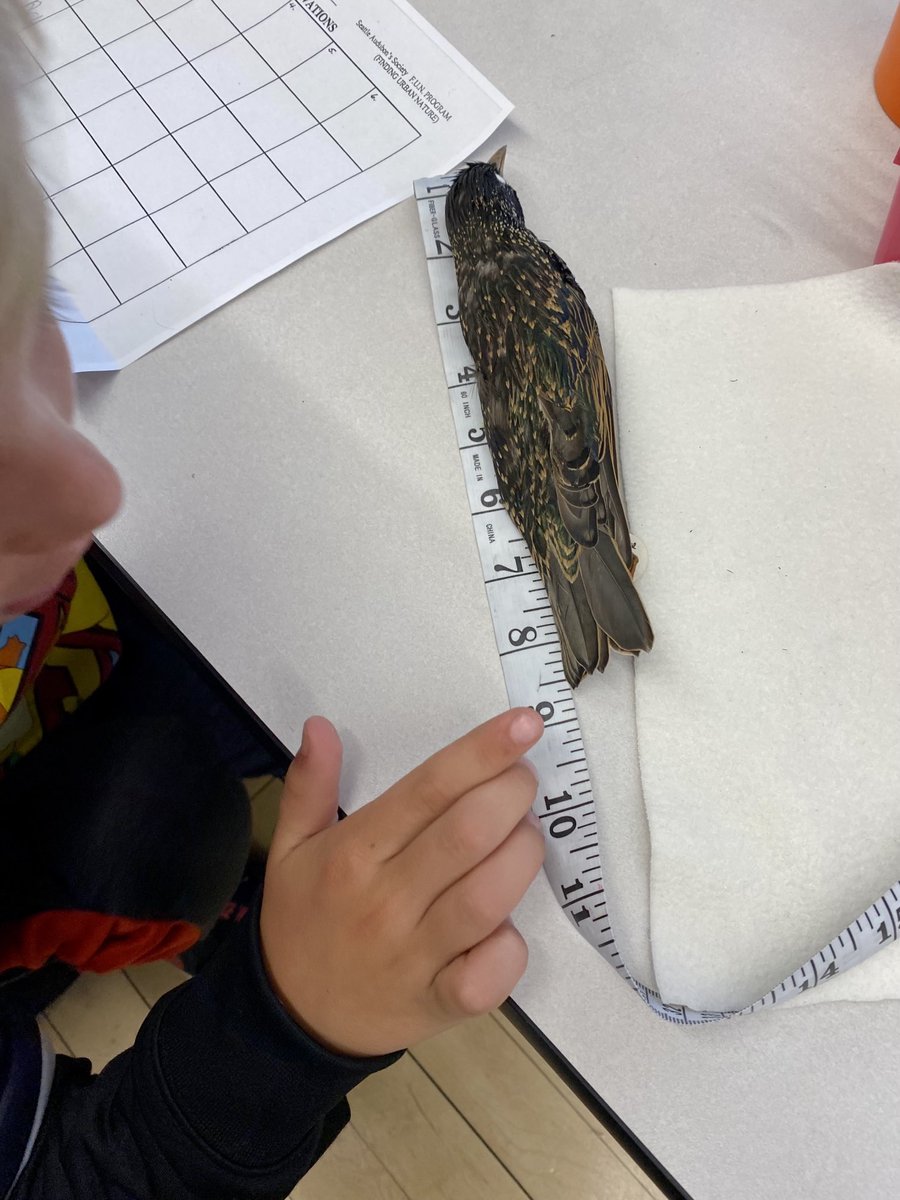 MollyMeck's tweet image. Using math to compare bird skins during #ProjectBasedLearning Thank you ⁦@SeattleAudubon⁩ for the resources that help connect our students and their families to the wonders of birds and nature!  #ForTheBirds #SPSConnects 🦅 🦜🦆