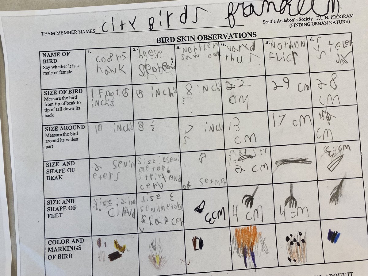 MollyMeck's tweet image. Using math to compare bird skins during #ProjectBasedLearning Thank you ⁦@SeattleAudubon⁩ for the resources that help connect our students and their families to the wonders of birds and nature!  #ForTheBirds #SPSConnects 🦅 🦜🦆