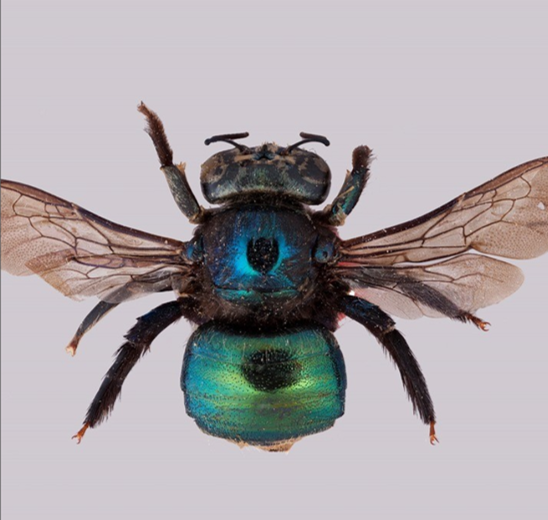 BeesYork's tweet image. Xylocopa aerata is a rare carpenter bee found only in a few places in Australia including Kangaroo Island in South Australia. The nests are easy to find because of the dime-sized holes in the stalks of grass trees. Recent fires on the Island have had a negative effect on the bee.