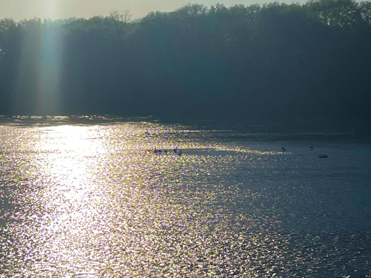 Amandaisout's tweet photo. The river looks beautiful in the Sunlight ❤️
#CedarRiver #nature #sunny #water https://t.co/dmr2D6nl7x