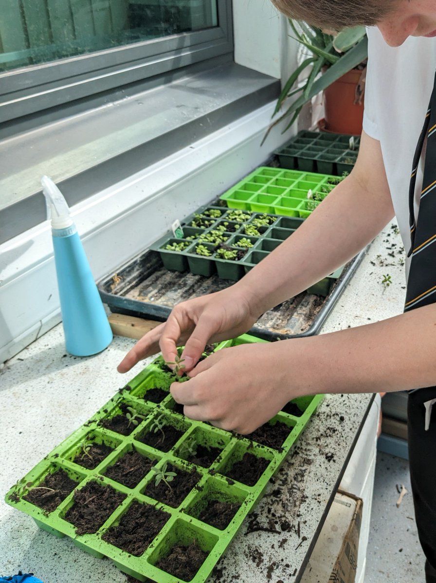 StmattsASN's tweet photo. 🌍@PrincesFound; We have been busy growing and nurturing the herb seeds you gifted us at the Food For The Future celebration event in February. We carefully separated out the seedlings today 💚🌱. I sense a sustainability-themed enterprise project coming on!🌍 https://t.co/3KA9kamB6h
