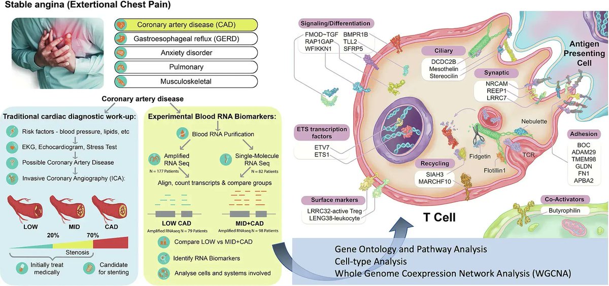 Check this paper out! A study by <a href="/genomcc/">Tim McCaffrey, Ph.D.</a> et al identified T cell dysregulation and potential diagnostic biomarkers in #coronary #artery #disease ( #CAD ) patients using RNAseq profiling. #DEG #NewInsights #NewTargets #CardioTwitter 
 
buff.ly/3pwmezb 

<a href="/GWSMHS/">GW SMHS</a> <a href="/illumina/">Illumina</a>