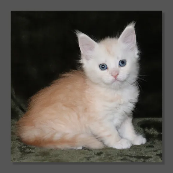 Kaladin is 5 weeks old now 🥰