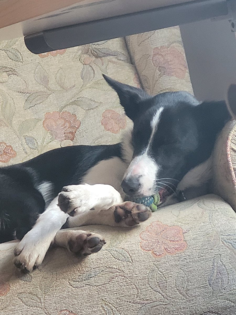 Miss Mae guarding that ball even when sleeping 🤦‍♀️thats what we love ❤️ We can never have too many balls 🥎 to chase right 🤷‍♀️ #bordercollies #thisishowweroll #ballmania #bordercollielife #livingourbestlife #puppy #8monthsold #cute #dogsoftwitter