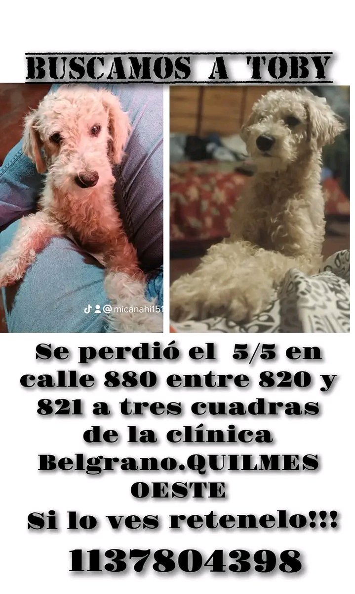 Si alguien está reteniendo a TOBY, COMUNICARSE POR FAVOR!!!💞SU FAMILIA LO ESTÁ BUSCANDO!!!💓 Desde ya, muchas gracias!!!🐶🤗❤️ #Quilmes #QuilmesOeste #PerroPerdido