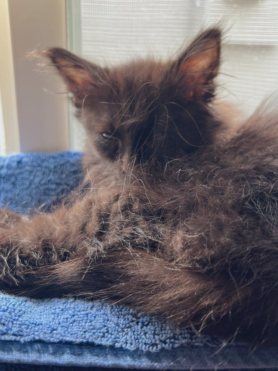 SUNinUT's tweet photo. Because 2 dogs &amp; 2 cats weren’t enough. I’ve added 1 more to the zoo. Meet Mr. Edgar Allan Poe. #CatsOfTwitter I think he has some #mainecoon in him. I hope so, they’re wonderful! https://t.co/pU4HSTERhB