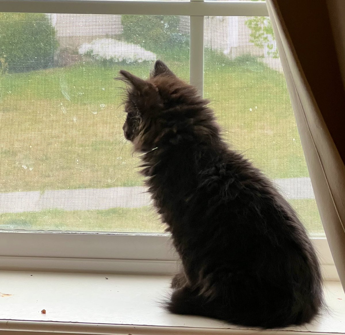 SUNinUT's tweet photo. Because 2 dogs &amp; 2 cats weren’t enough. I’ve added 1 more to the zoo. Meet Mr. Edgar Allan Poe. #CatsOfTwitter I think he has some #mainecoon in him. I hope so, they’re wonderful! https://t.co/pU4HSTERhB