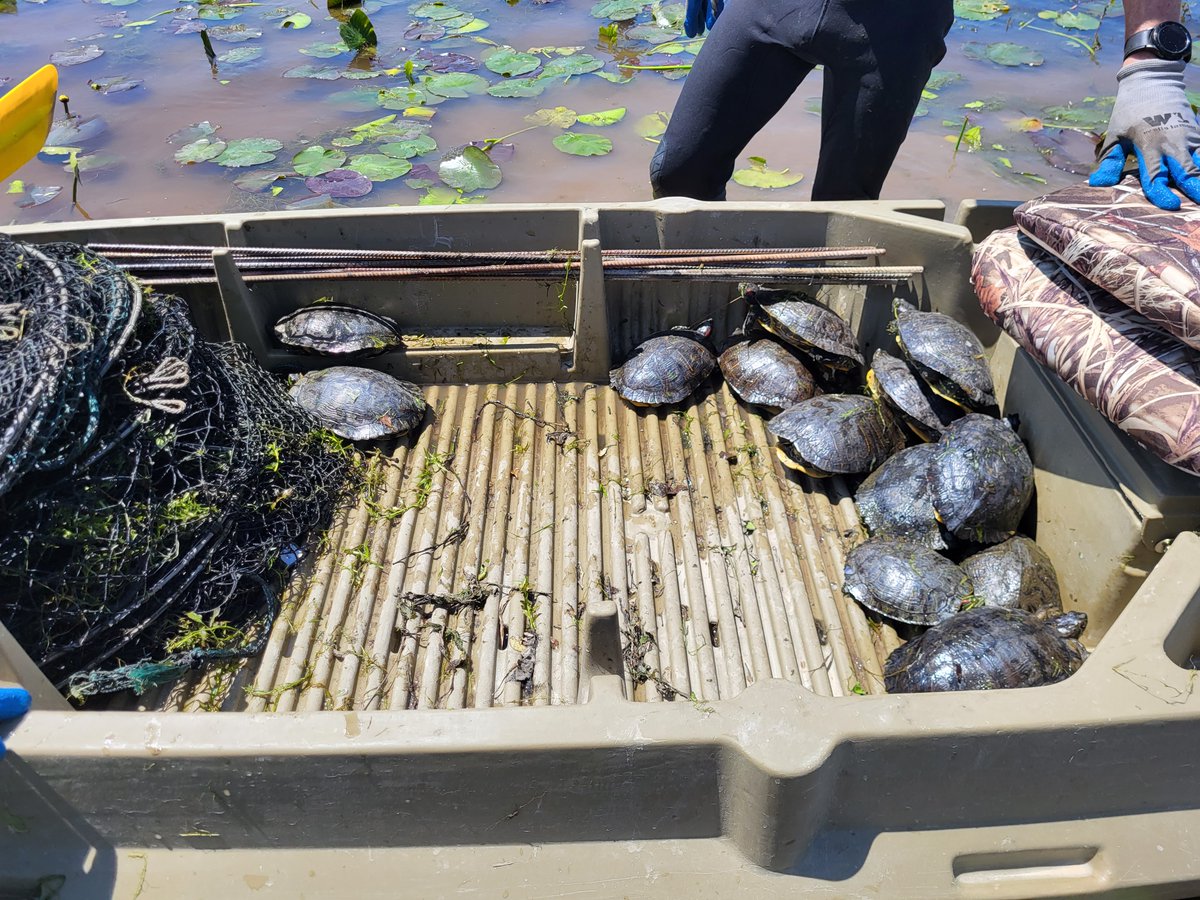 AGFCFisheries's tweet photo. AGFC Herpetologist Kelly Irwin continues his search for the elusive Chicken Turtle. He has received a lot of responses to the recent posting of the Chicken Turtle ID flyer requesting possible reports from the public, but alas, none of the submissions have been Chicken Turtles. https://t.co/Wj2l9YMNw4