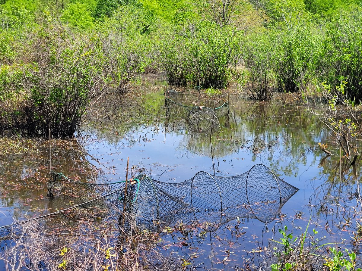 AGFCFisheries's tweet photo. AGFC Herpetologist Kelly Irwin continues his search for the elusive Chicken Turtle. He has received a lot of responses to the recent posting of the Chicken Turtle ID flyer requesting possible reports from the public, but alas, none of the submissions have been Chicken Turtles. https://t.co/Wj2l9YMNw4