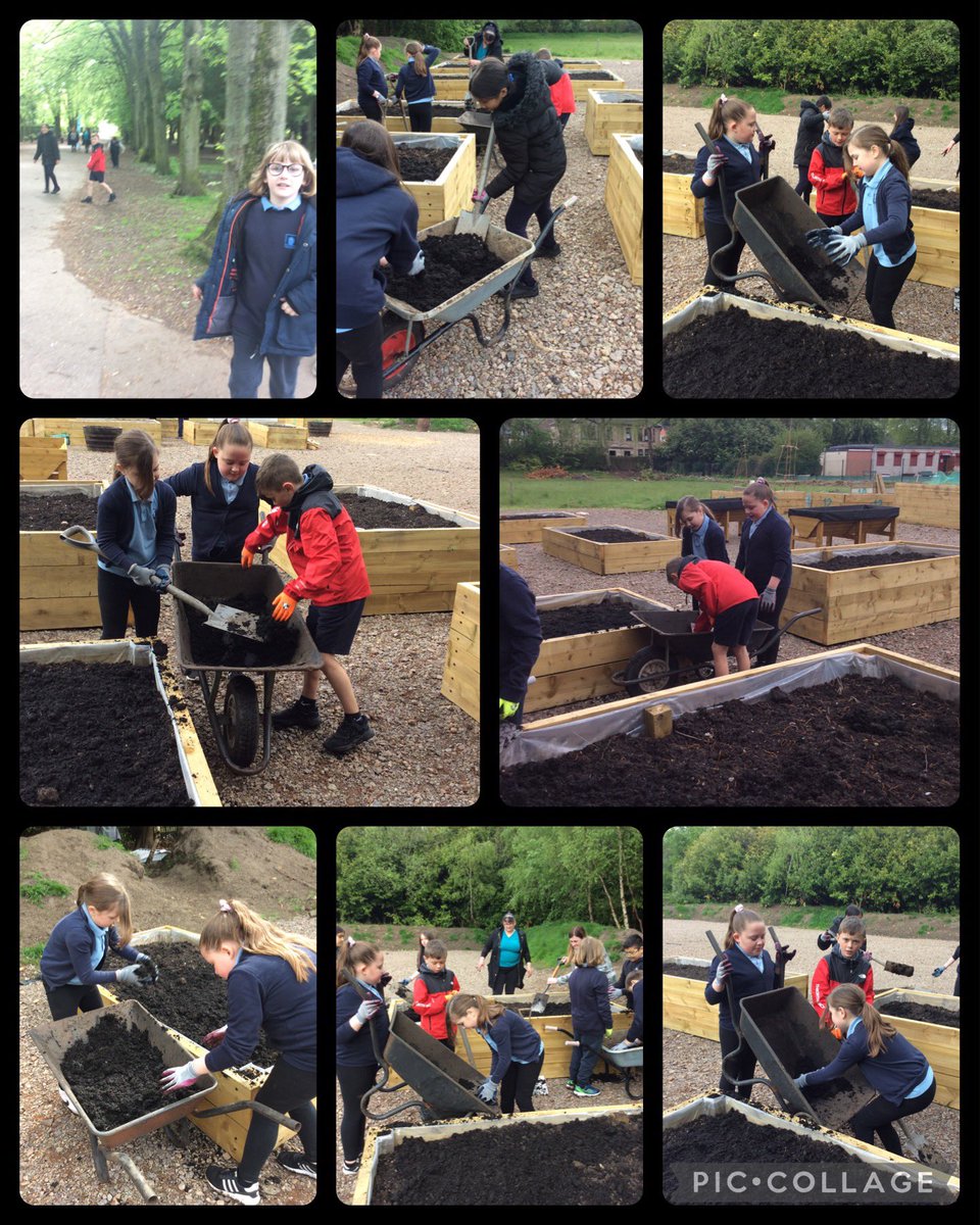 Burgh Primary School tweet media