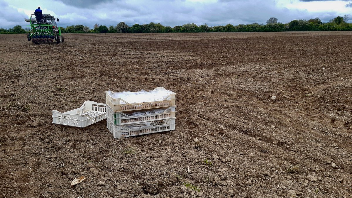 Delighted to get the @OatsHealthy heritage oats multi-location trials in the ground in Co. Meath, Ireland yesterday after an incredibly wet spring. @CathalMc1993 @HowarthOats @FeechanA @doohancropslab @Atikur1208 @IrelandWales @SouthernAssembl #EUIrelandWales #EUinmyregion #erdf