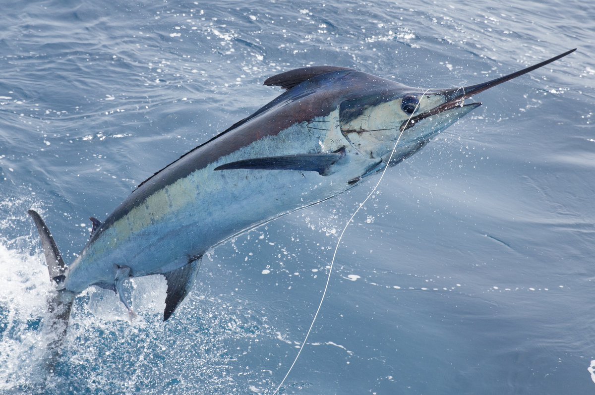 Billfish Report tweet media