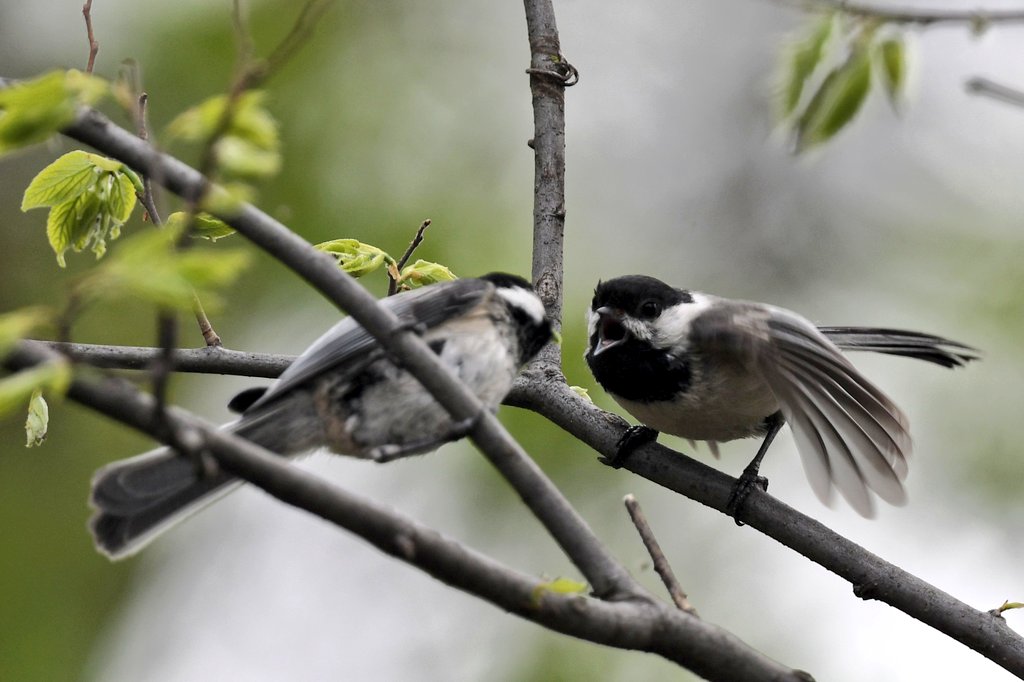 bigjuncofan's tweet photo. Today I saw one Chickadee feeding another. Unless I am mistaken it's a little early for baby Chickadees so I think this was a courtship ritual. If so, this is the first time I've gotten pictures of Chickadee courtship https://t.co/iowtwOsLWP