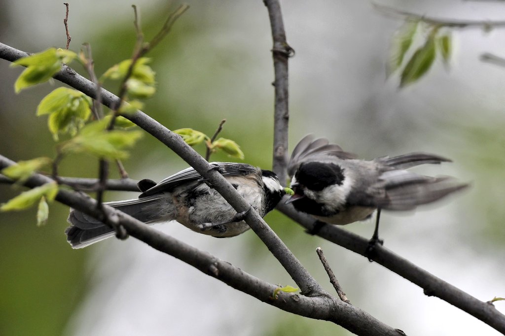 bigjuncofan's tweet photo. Today I saw one Chickadee feeding another. Unless I am mistaken it's a little early for baby Chickadees so I think this was a courtship ritual. If so, this is the first time I've gotten pictures of Chickadee courtship https://t.co/iowtwOsLWP