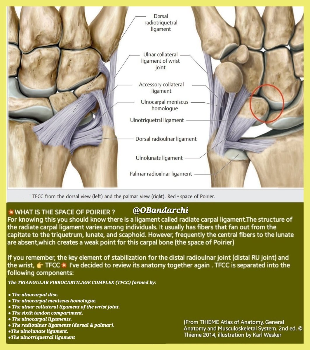 Dr.OMID BANDARCHI ,M.D. on Twitter "🛑In this tweet introducing "THE