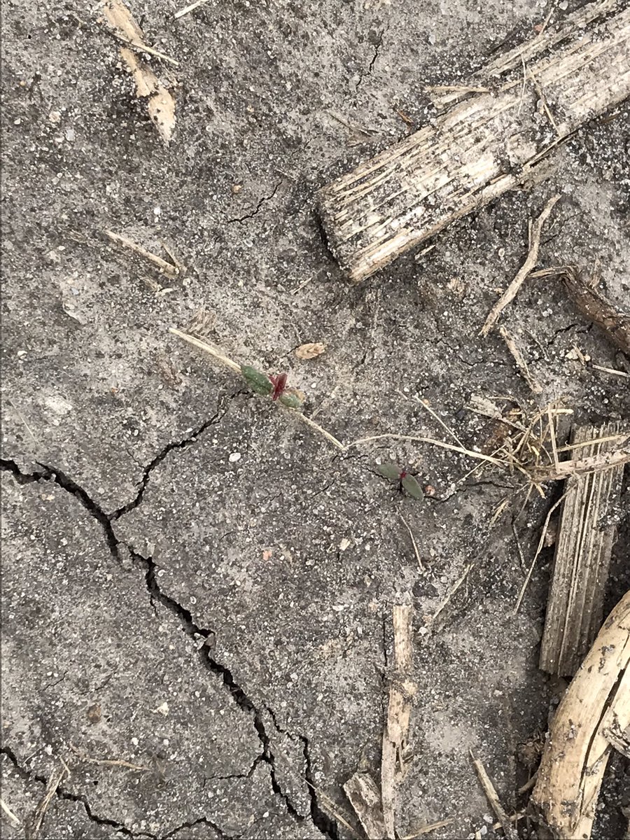 Meaghan Anderson tweet media