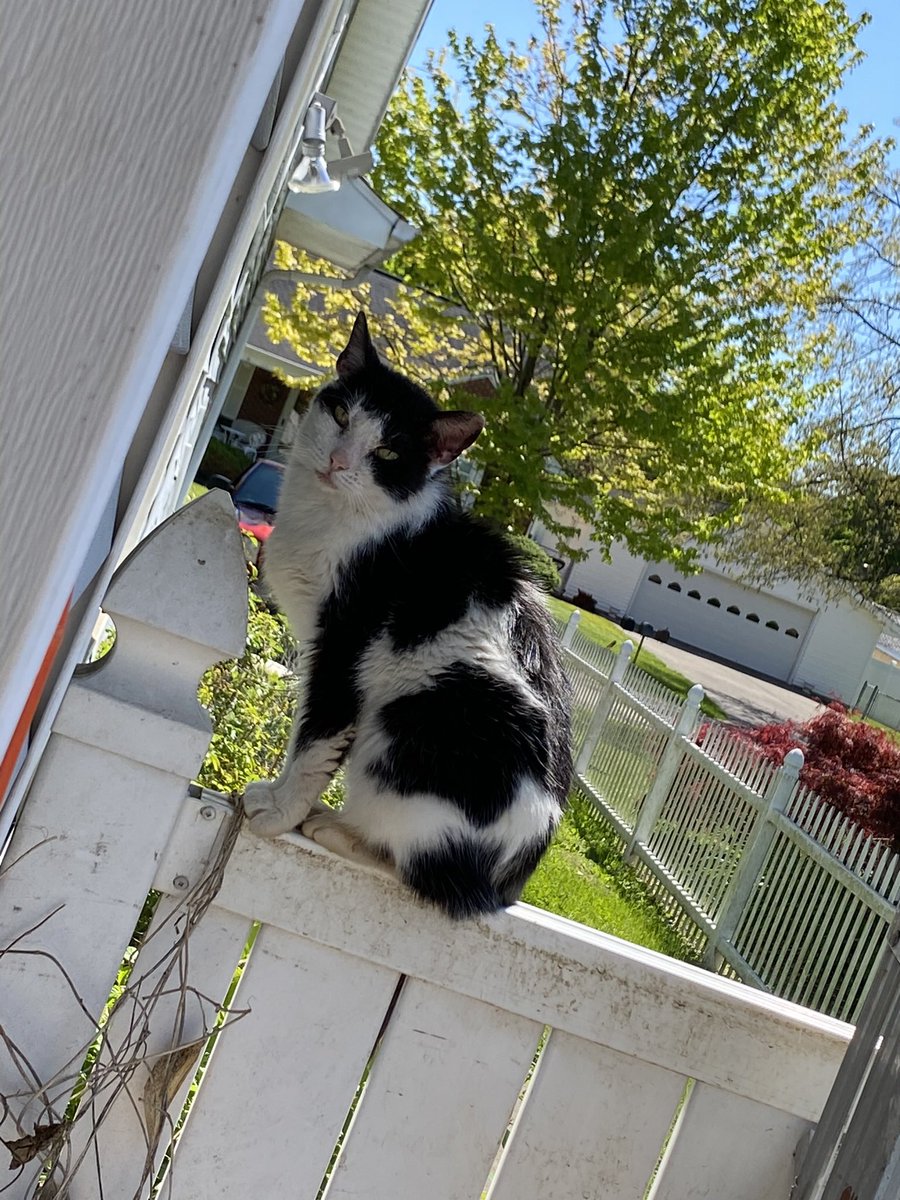 chaotic cats on Twitter "“What do you mean we ran out of cat food”"