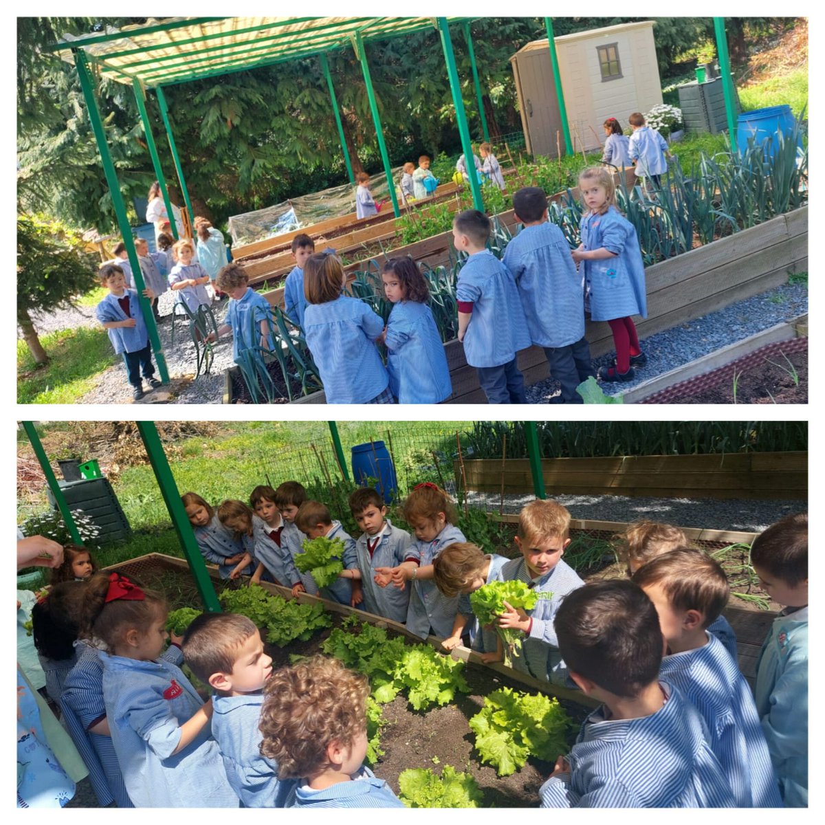pauleslimpias's tweet photo. lo pasan fenomenal!
#SVPLIMPIAS
#huertoescolar
#infantil #primaria
#plantar #regar #cuidar #recolectar
#meencantamicole
#micolemola https://t.co/mjHx1KKCKt