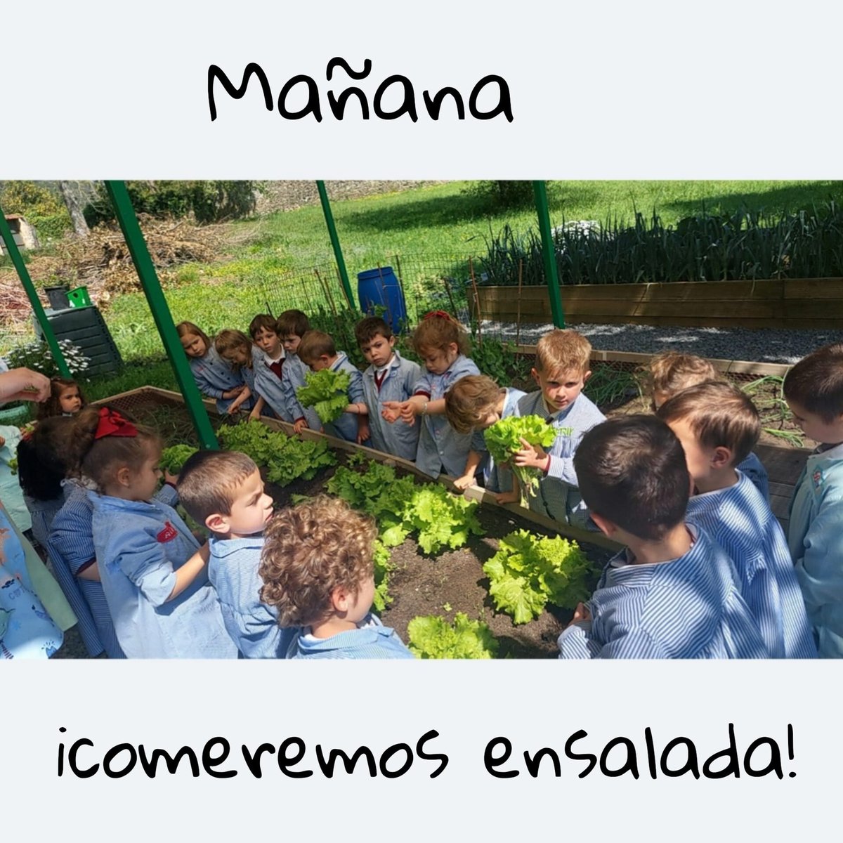 pauleslimpias's tweet photo. lo pasan fenomenal!
#SVPLIMPIAS
#huertoescolar
#infantil #primaria
#plantar #regar #cuidar #recolectar
#meencantamicole
#micolemola https://t.co/mjHx1KKCKt