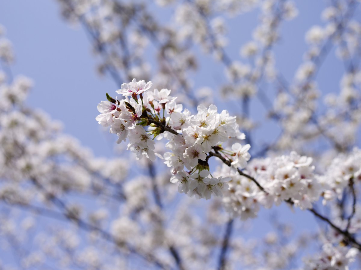 tetsujin96's tweet photo. Kodak製CCDセンサーで撮る桜
https://t.co/5uQzGqb1Fk

#PENTAX #PENTAX645D #645D
#写真撮ってる人と繋がりたい https://t.co/mFUD09jpRW