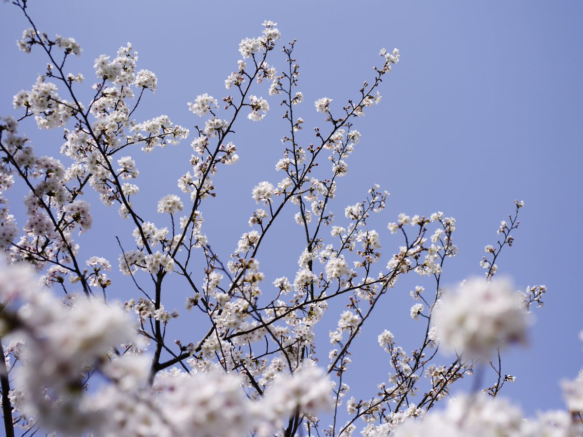 tetsujin96's tweet photo. Kodak製CCDセンサーで撮る桜
https://t.co/5uQzGqb1Fk

#PENTAX #PENTAX645D #645D
#写真撮ってる人と繋がりたい https://t.co/mFUD09jpRW