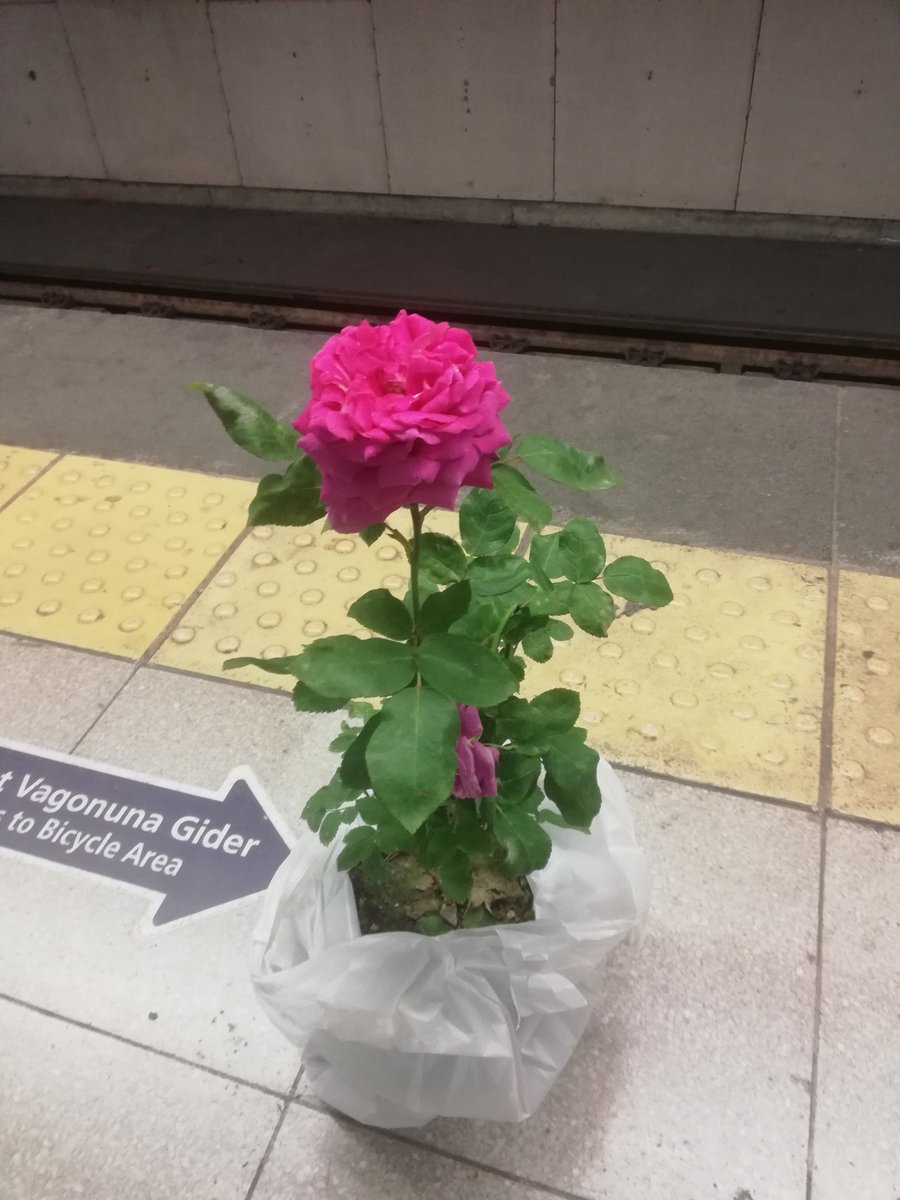 Dalından koparmaya kıyamadık 🌹✨