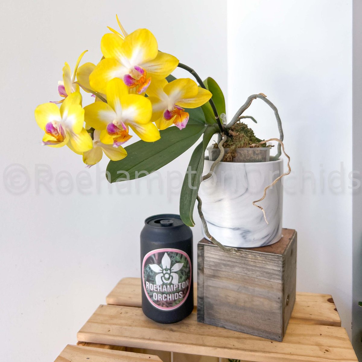 Roeorchids's tweet photo. Phal. Yen Shuai Sweet Girl 'Shiny Girl'
IN STOCK
-
#orchids #plantscanada #canadianhouseplants #torontoorchids #torontoplants #torontoplantshop #orchidsofinstagram #orchidsinbloom #orchidslovers #orchidflower #orchidsofcanada #Plantsmakepeoplehappy https://t.co/Uk0F3ruqPk