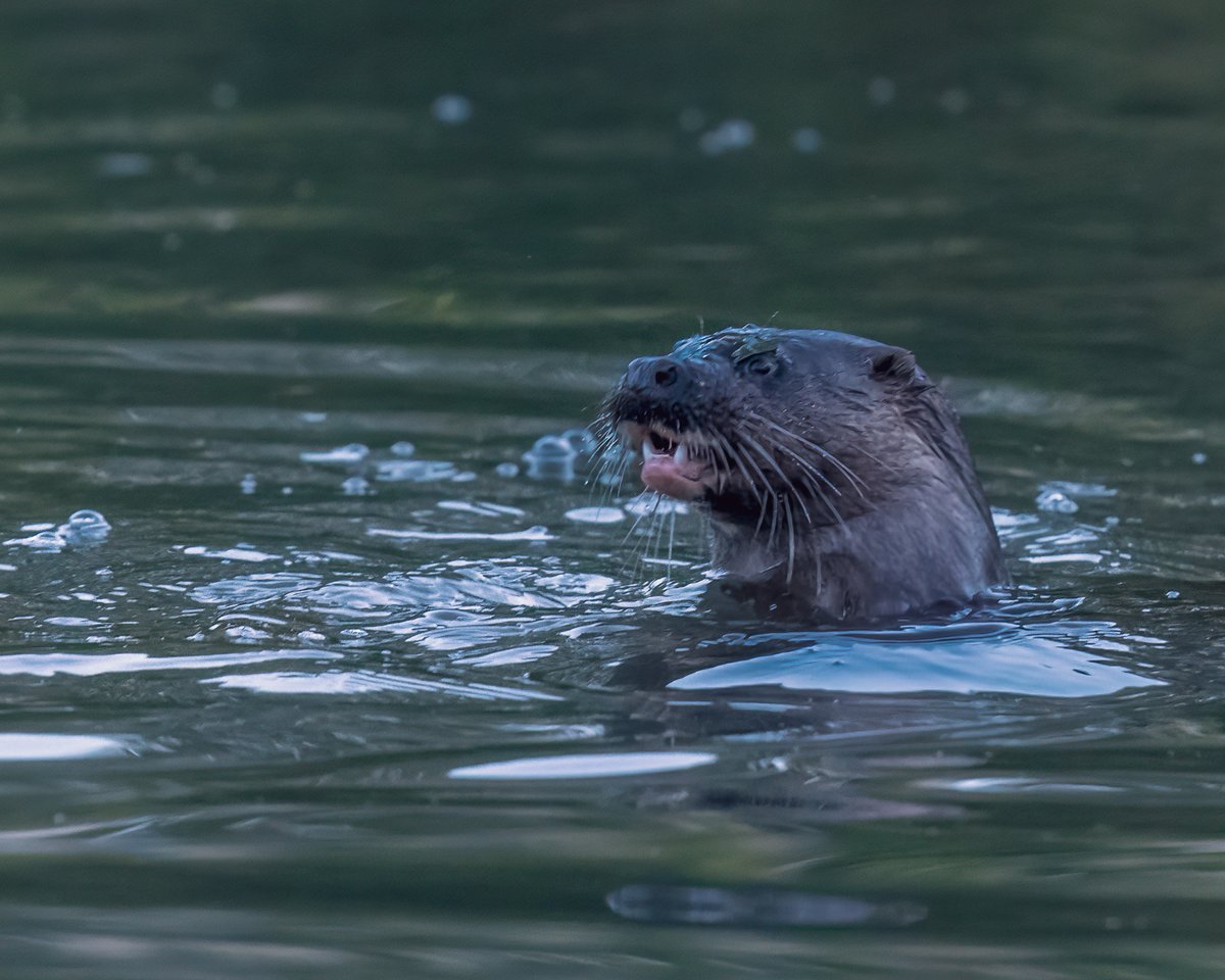 fiona keane tweet media