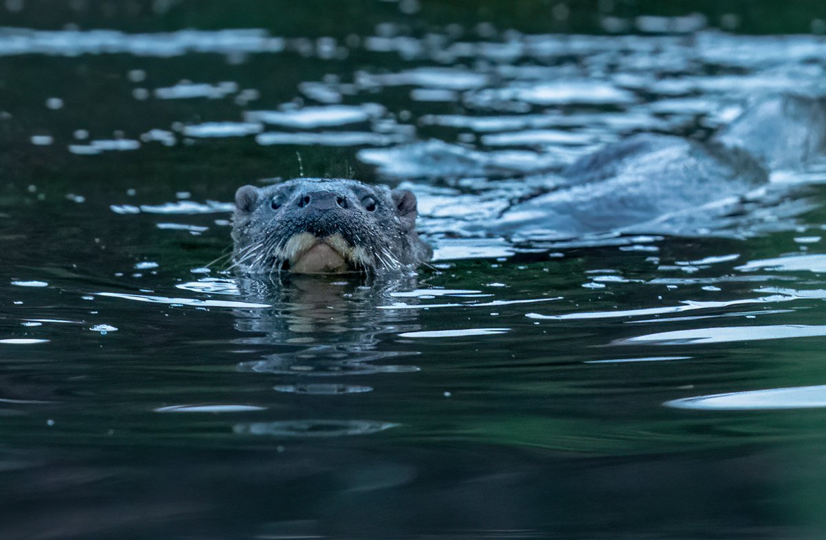 fiona keane tweet media