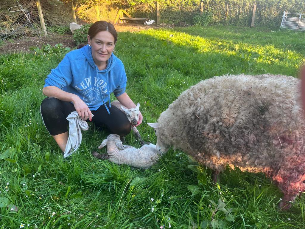 The real glamour of my day…. But definitely the most joyous part; 

Assisting our ewe give birth to twins… 

#happyout #lambing23 #farming @IFAmedia @farmersjournal @AgrilandIreland #rurallife #sheep #louth