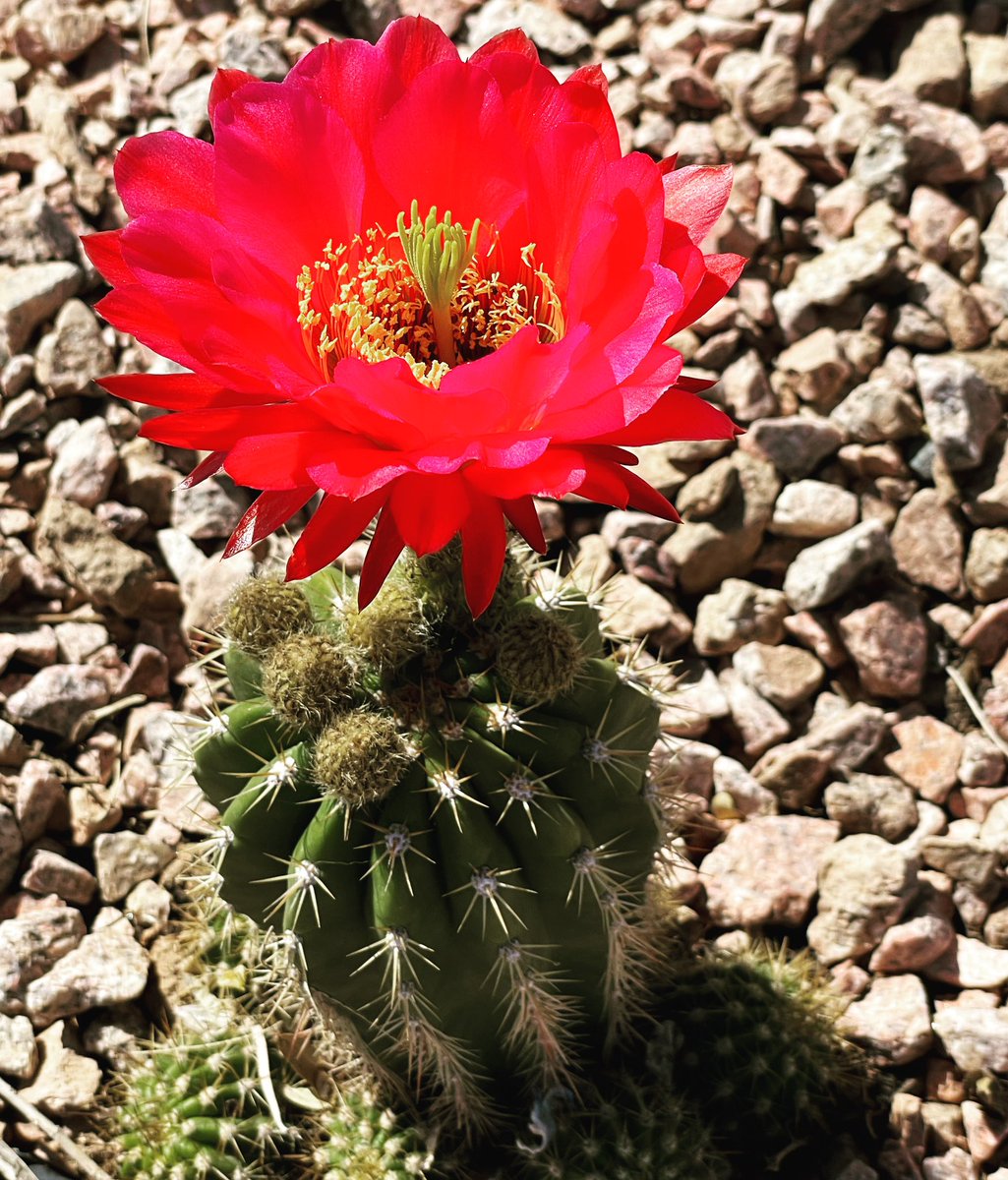 rudribpatel's tweet image. Walking always brings a small piece of wonder. #desert