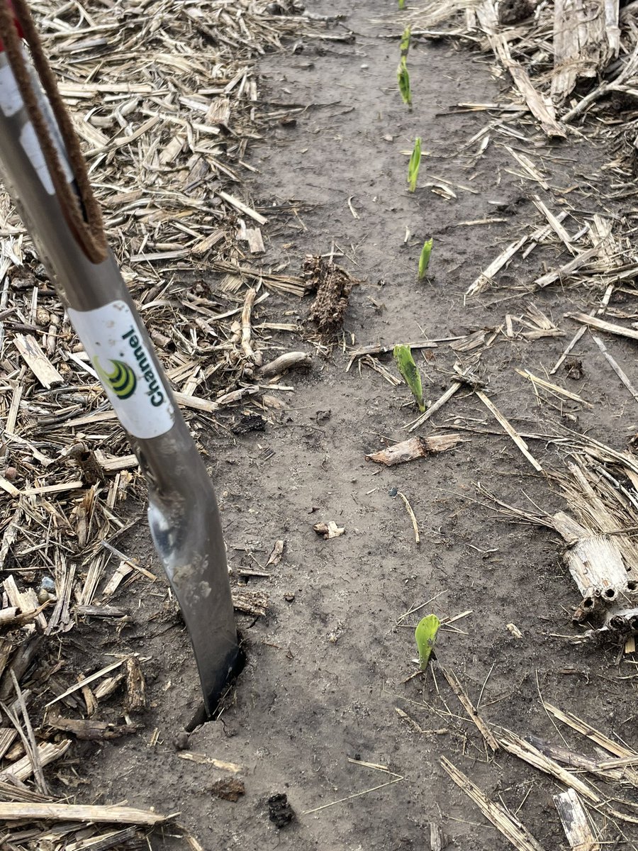 TylerVreugdenh1's tweet image. Preceon RV6205 short statured corn by @Bayer4CropsUS off and running in south central Nebraska! 😎🌱🌽☀️
@BayerTraits @DeniseBouvrette